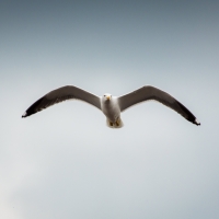 grey gradient background and a closeup of a flying seagull photo