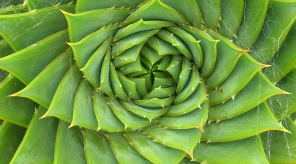 green cactus close up